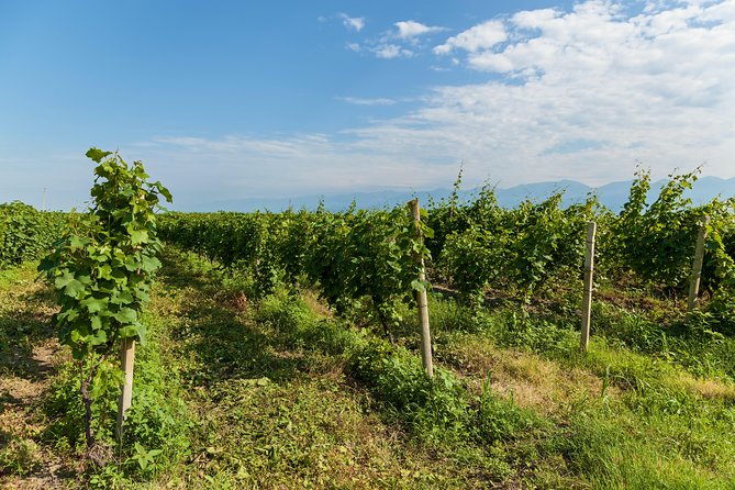 Highlights of Kakheti region-Signagi,Bodbe,Wine tasting(Private Tour) - Pacing that keeps the day from dragging