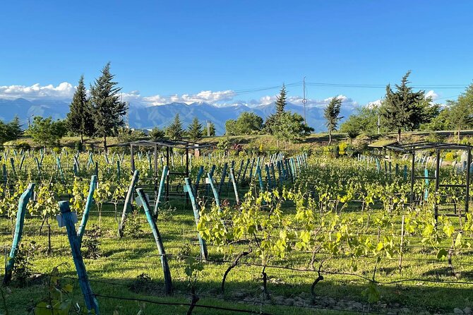 Kakheti.All inclusive Wine tour with family lunch - Key highlights you’ll actually feel