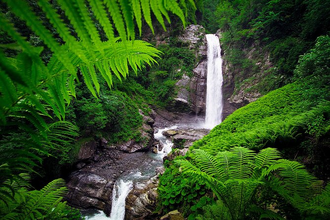 Lagodekhi - A day hiking from Tbilisi - Guides make the forest feel personal: Makho, Giga, George