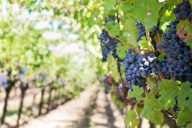 Private Day Trip to Kakheti Wine Region Including Wine Tasting - Lunch Is Not Included: How to Plan a Smooth Day