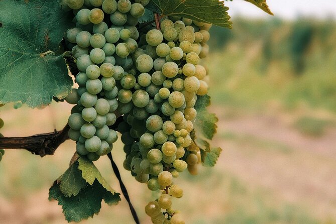 Private Day Trip to Kakheti Wine Region Including Wine Tasting - Hotel Pickup and the 10:00 am Start: Timing That Actually Works