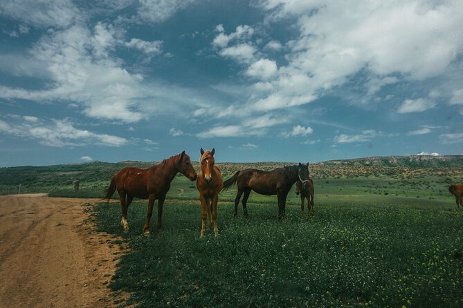 Private Horse Riding Adventure in Tbilisi - What You Learn as a Beginner (and What You Can Skip)