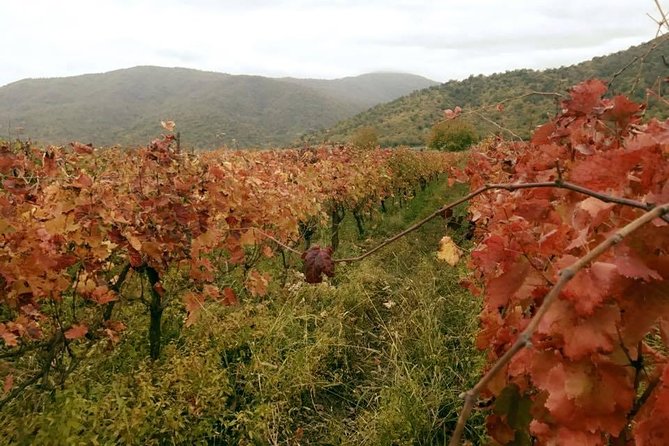 Private Tour to Mtskheta and Georgian Wine Tasting from Tbilisi - Jvari Monastery: The Hilltop Stop That Makes the Day