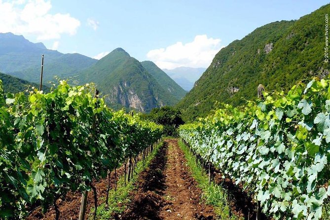 Private Tour to Mtskheta and Georgian Wine Tasting from Tbilisi - Samtavro Monastery: A Short Visit With a Family-Garden Feeling