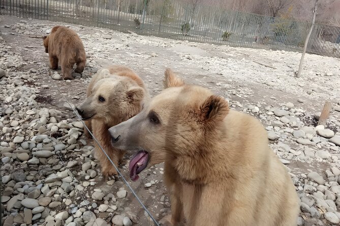 Tbilisi: Sabaduri Forest, Georgian Stonehenge & Bear Sanctuary - Key Things I’d Put on Your Radar